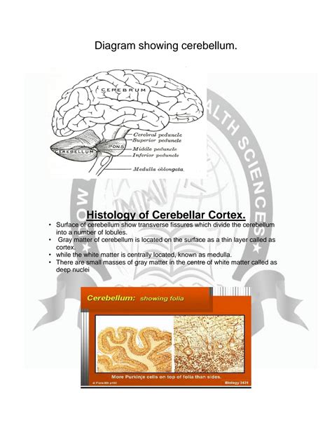 SOLUTION: Histology of cerebellar cortex - Studypool