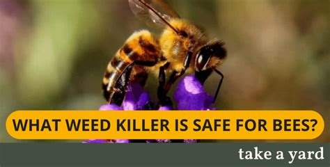 What Weed Killer Is Safe For Bees The Best Organic Options