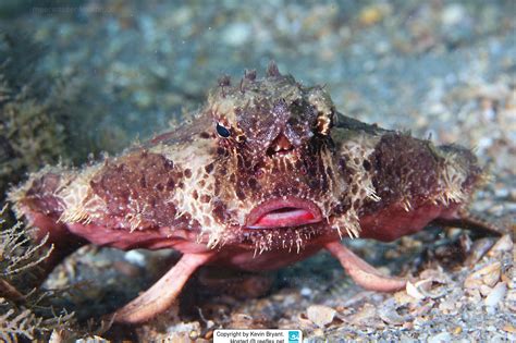 Polka Dot Batfish