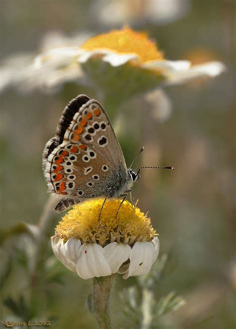 Margaritas Y Arycia Agestis Mar A Jes S Lopezb Flickr