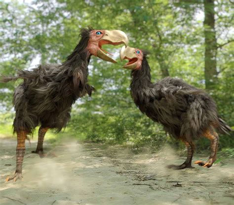 Meet The Gigantic Bird As Tall As A Man - A-Z Animals