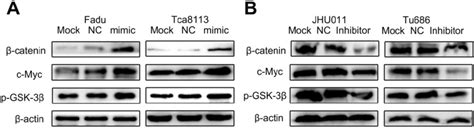 Mir P Activates Wnt Catenin Signaling Pathway In Hnsccs A