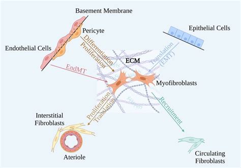 Features Of Myofibroblast Origins Download Scientific Diagram