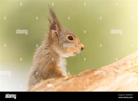 Profil und Eichhörnchen stehen hinter einem Baumstamm hautnah