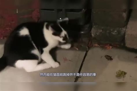 现实版《猫和老鼠》，老鼠躲在车轮中间，猫：鼠呢？老鼠车轮现实