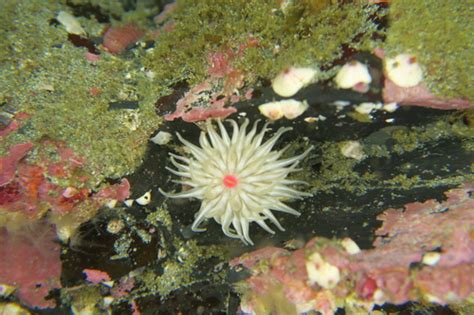 Isoparactis fionae Guía de especies submarinas de Argentina iNaturalist