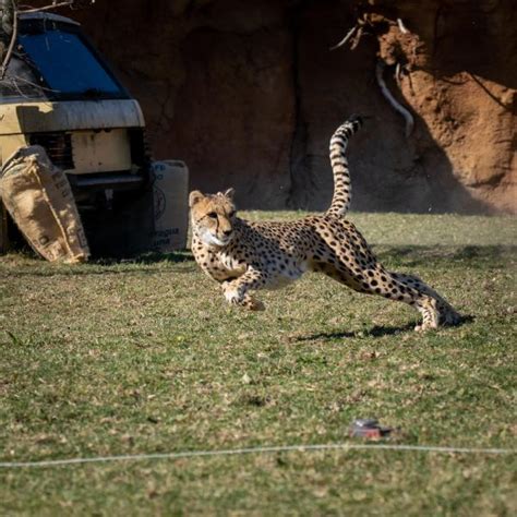 Cheetah Run | Columbus Zoo and Aquarium