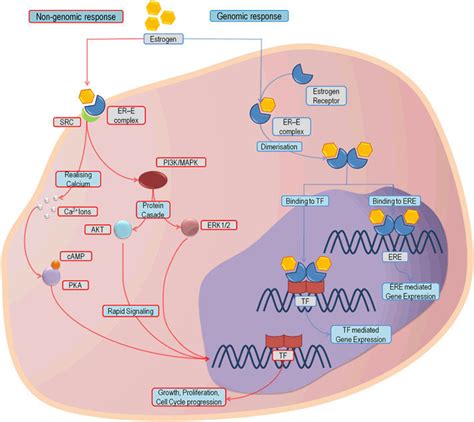 Estrogen Diagram