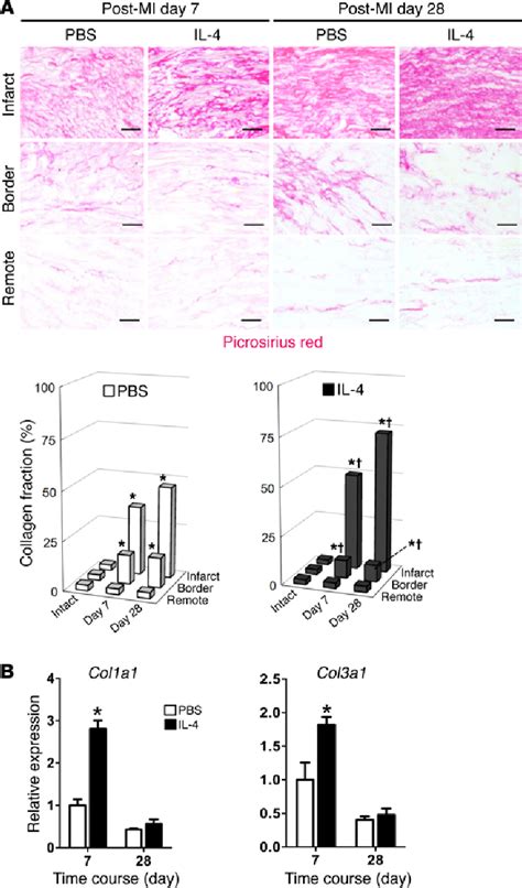 Figure 2 From Alternatively Activated Macrophages Determine Repair Of