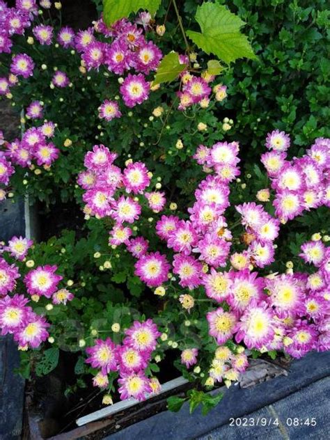 Хризантема Мультифлора Shore Appleblossom, новый, в наличии. Цена: 100 ...