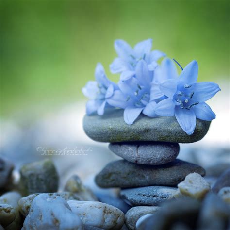 Zen Flowers By Oliviamichalski On Deviantart