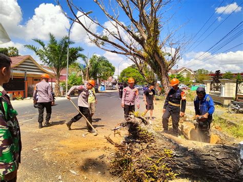 Respon Cepat SAR Brimob Bone Evakuasi Pohon Lapuk Jendela Satu