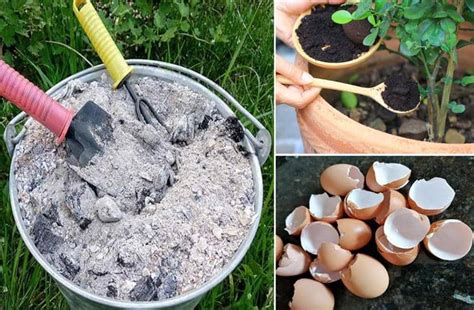 Abonos Dom Sticos Con Residuos De Cocina Y Dom Sticos Para Plantas Mi