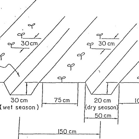 The different bed types of tomato production | Download Scientific Diagram