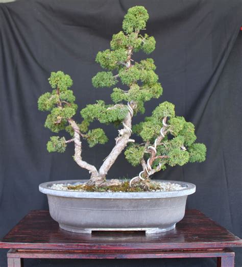 Shimpaku Juniper or Sargent Juniper Bonsai | kuromatsubonsai.com