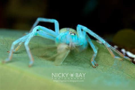 Another Beautiful Spider Under Ultraviolet Macro Photography By Nicky Bay