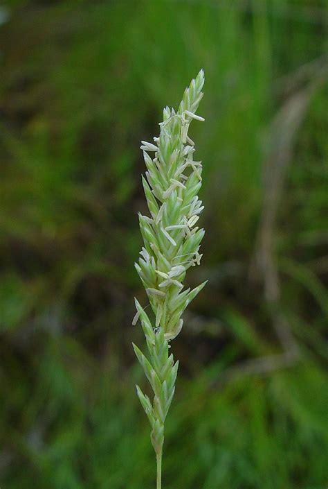 Distichlis Spicata Saltgrass Go Botany