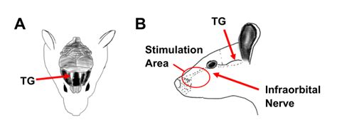 In Vivo Calcium Imaging Of Sensory Neurons In The Rat Trigeminal