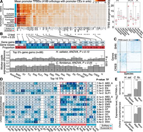 Evolution Of Transcription Factor Binding Sites Tfbs In Insects A