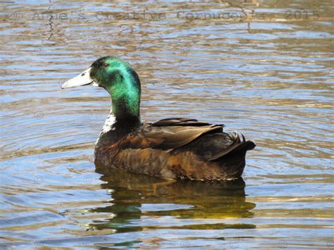 Anne's Creative Cornucopia: "Mallard Head" Duck - Photograph