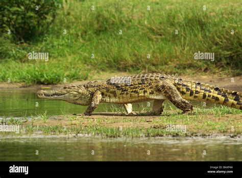 Nile Crocodile Crocodylus Niloticus Stock Photo Alamy