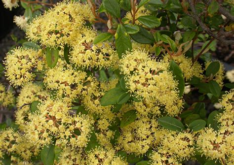 APCC12 Flagship Threatened Plants From The ACT Region Australian