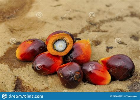 African Oil Palm Elaeis Guineensis The Oil Palm Was Introduced To