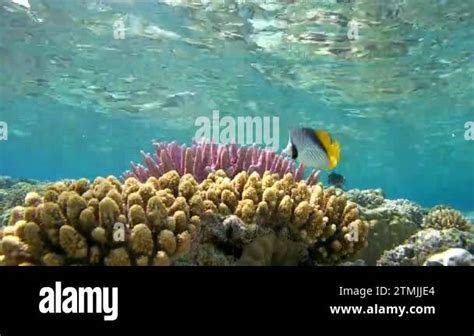 Pair Threadfin Butterflyfish Chaetodon Auriga In Shallow Swims Over