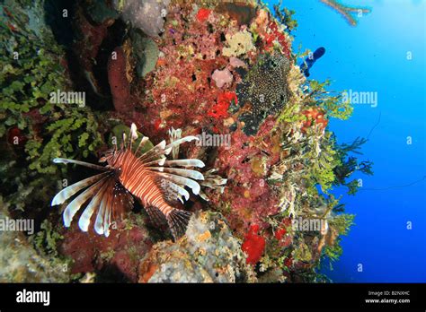 Lionfish Pterois Miles Hi Res Stock Photography And Images Alamy