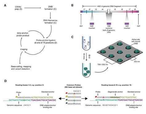 Amplified DNA Nanoarray Platform A Schematic Flow Diagram Of The