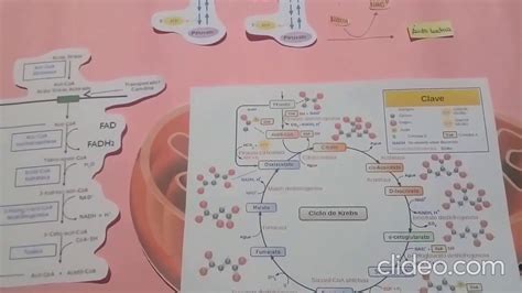 Metabolismo De Carbohidratos Youtube