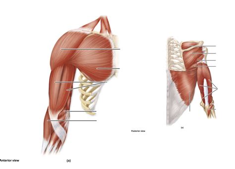 Anatomy Exam 3 Muscles That Move The Glenohumeral Joint Arm Left