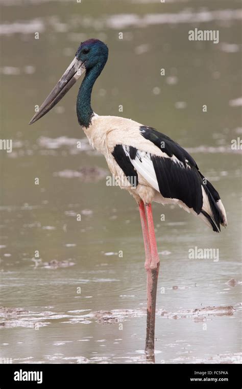 Black Necked Stork Ephippiorhynchus Asiaticus Standing In A Shallow