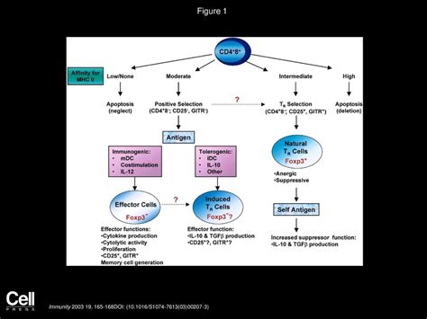 Foxp3 And Natural Regulatory T Cells Ppt Download