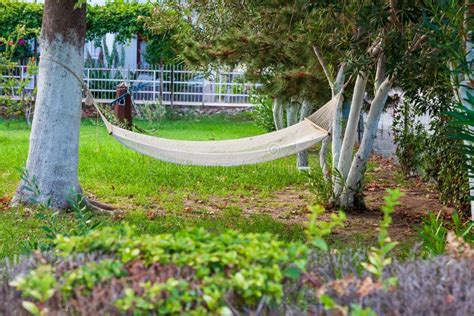 Hammocks Under Palm Trees Stock Image Image Of Scenery 6606821