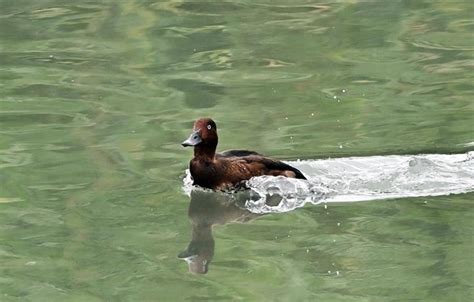 罕見過境鳥「白目鴨」現蹤台東太平溪 鳥友爭睹丰采 生活 中時