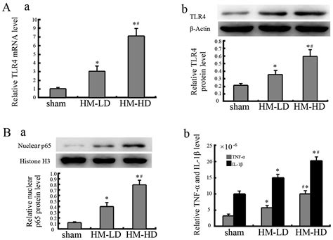 Tlr4 Mediated Nf κb Signaling Pathway Mediates Hmgb1 Induced Pancreatic