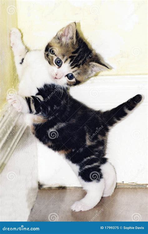 Cute kitten playing stock image. Image of adorable, play - 1799375