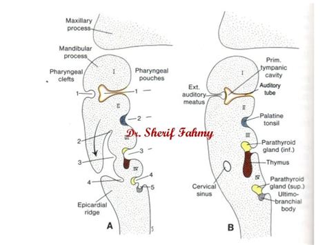 Pharyngeal Branchial Arches Special Embryology