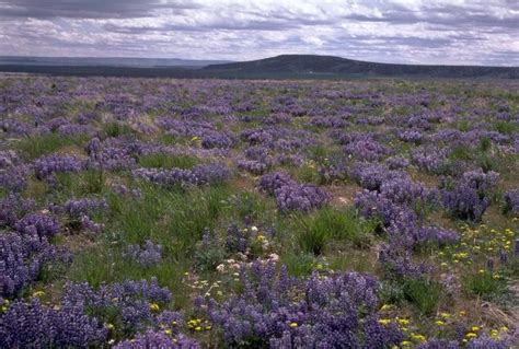 Burns District Wildfire Collaborative – Oregon Consensus