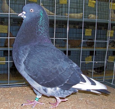 Birmingham Roller Pigeon Wiki Fandom