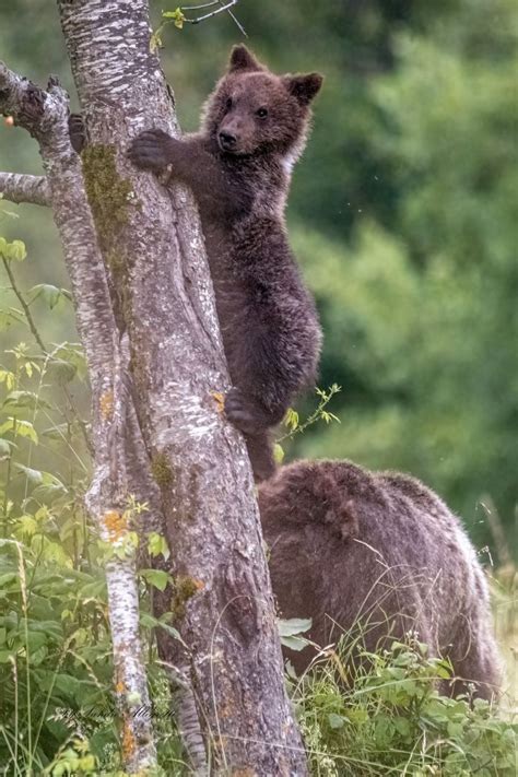 I Cuccioli Dell Orsa Amarena Uccisa Possono Farcela Le Risposte Dello