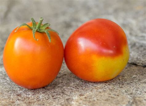 Wilford Tomate Tomato Samen Saatgut Seeds Gem Sesamen