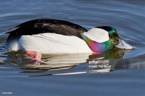 Male Bufflehead Duck High-Res Stock Photo - Getty Images