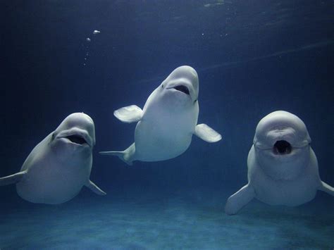 Beluga Whale Wallpapers - Wallpaper Cave