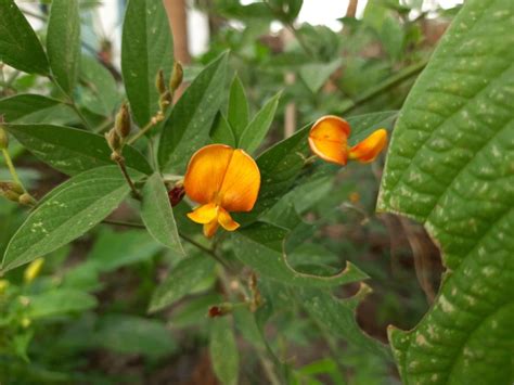 Care Of Pigeon Peas Find Out About Pigeon Peas Growing Conditions