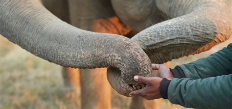 8 Fascinating Facts About An Elephant S Trunk Wildlife Sos