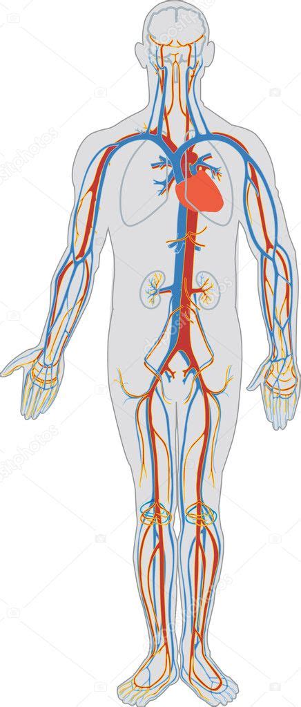 Human body and blood circulation — Stock Vector © ajlber #11923687