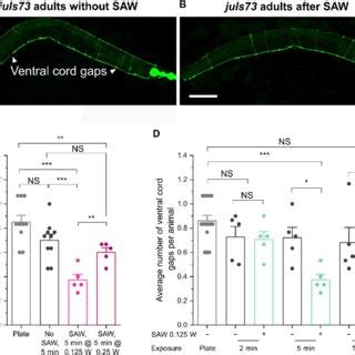 Characterization Of Dopaminergic Neuronal Loss Following Exercise Using