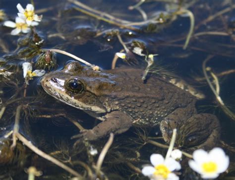 A Conservation Success Story - Columbia Spotted Frog - The Habitat ...